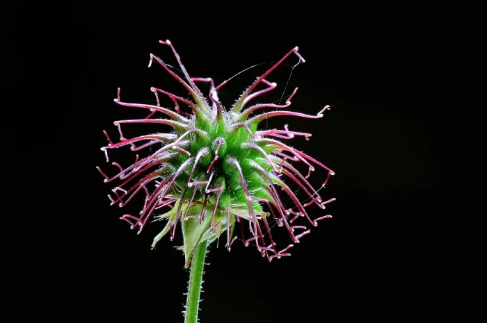 Framed Print : Wood avens (Geum urbanum) seed pod on black background, Dorset, England, UK. April. Studio shot Framed Print : Wood avens (Geum urbanum) seed pod on black background, Dorset, England, UK. April. Studio shot