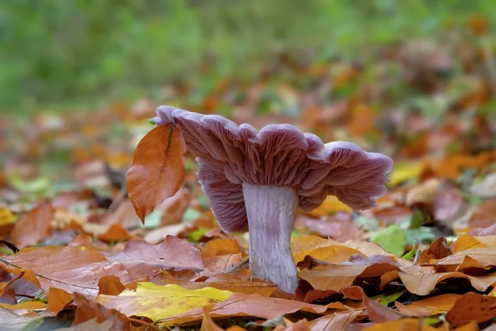 Framed Print : Wood blewit (Lepista nuda) growing in mixed woodland, Lough Neagh Discovery Centre, County Armagh, Northern Ireland, UK. November Framed Print : Wood blewit (Lepista nuda) growing in mixed woodland, Lough Neagh Discovery Centre, County Armagh, Northern Ireland, UK. November