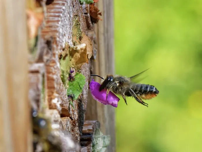 Framed Print : Wood-carving leafcutter bee (Megachile ligniseca) female flying to an insect hotel with a circle of purple Rose petal she has cut to seal her nest with, Wiltshire garden, UK, July Framed Print : Wood-carving leafcutter bee (Megachile ligniseca) female flying to an insect hotel with a circle of purple Rose petal she has cut to seal her nest with, Wiltshire garden, UK, July