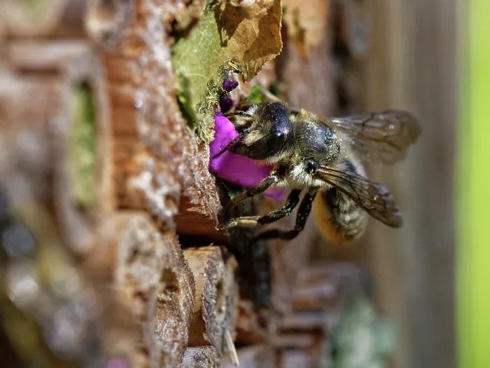 Framed Print : Wood-carving leafcutter bee (Megachile ligniseca) female sealing her nest burrow in an insect hotel with a circle of purple Rose petal she has cut, Wiltshire garden, UK, July Framed Print : Wood-carving leafcutter bee (Megachile ligniseca) female sealing her nest burrow in an insect hotel with a circle of purple Rose petal she has cut, Wiltshire garden, UK, July