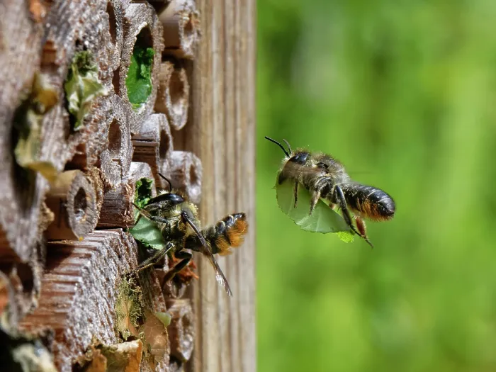 Framed Print : Wood-carving leafcutter bee (Megachile ligniseca) female flying towards an insect hotel with a circle of rose leaf to seal her nest Framed Print : Wood-carving leafcutter bee (Megachile ligniseca) female flying towards an insect hotel with a circle of rose leaf to seal her nest