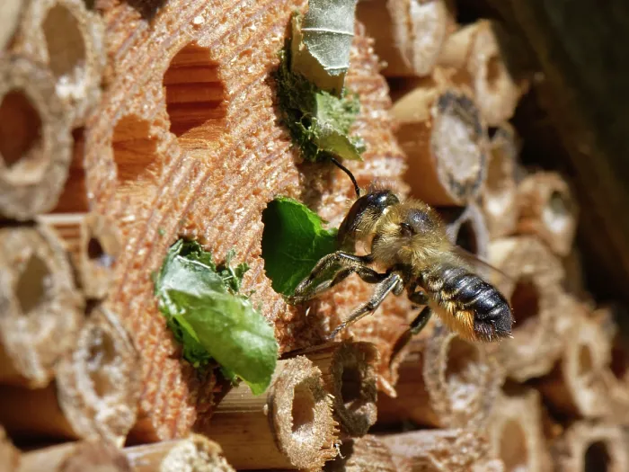 Framed Print : Wood-carving leafcutter bee (Megachile ligniseca) female, removing a leaf circle brought by another bee competing for the same nest hole in an insect hotel, Wiltshire garden, UK Framed Print : Wood-carving leafcutter bee (Megachile ligniseca) female, removing a leaf circle brought by another bee competing for the same nest hole in an insect hotel, Wiltshire garden, UK