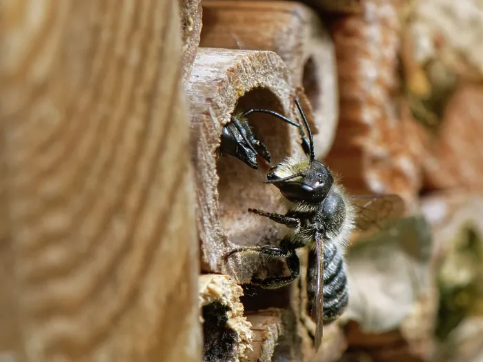 Framed Print : Wood-carving leafcutter bee (Megachile ligniseca) female, using her large jaws to repel a male as it approaches her nest burrow within an insect hotel, Wiltshire garden, UK Framed Print : Wood-carving leafcutter bee (Megachile ligniseca) female, using her large jaws to repel a male as it approaches her nest burrow within an insect hotel, Wiltshire garden, UK