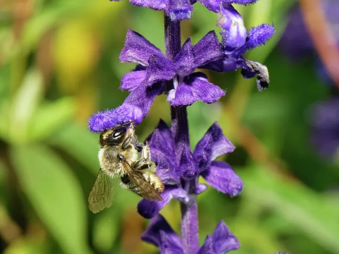 Framed Print : Wood-carving leafcutter bee (Megachile ligniseca) female, nectaring on Salvia flowers, Wiltshire garden, UK. July Framed Print : Wood-carving leafcutter bee (Megachile ligniseca) female, nectaring on Salvia flowers, Wiltshire garden, UK. July
