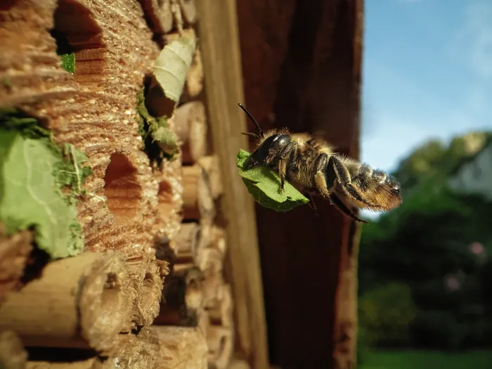 Framed Print : Wood-carving leafcutter bee (Megachile ligniseca) female, flying towards an insect hotel carrying a leaf to seal her nest, Wiltshire garden, UK. July