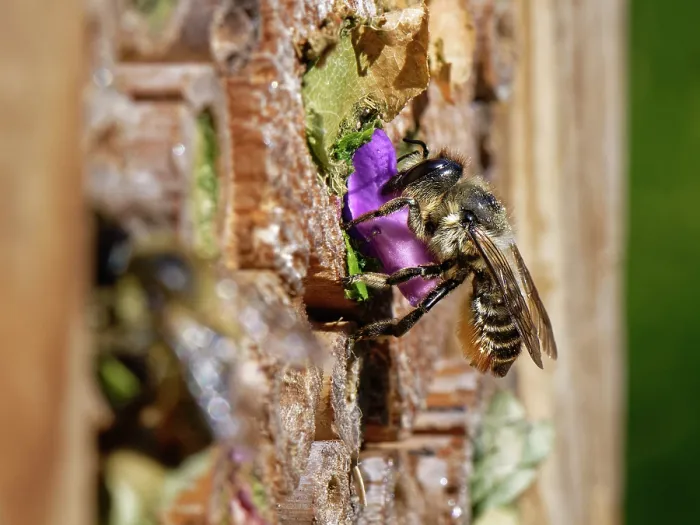 Framed Print : Wood-carving leafcutter bee (Megachile ligniseca) female, at an insect hotel with a circle of purple Rose petal she has cut to seal her nest, Wiltshire, England, UK. July Framed Print : Wood-carving leafcutter bee (Megachile ligniseca) female, at an insect hotel with a circle of purple Rose petal she has cut to seal her nest, Wiltshire, England, UK. July