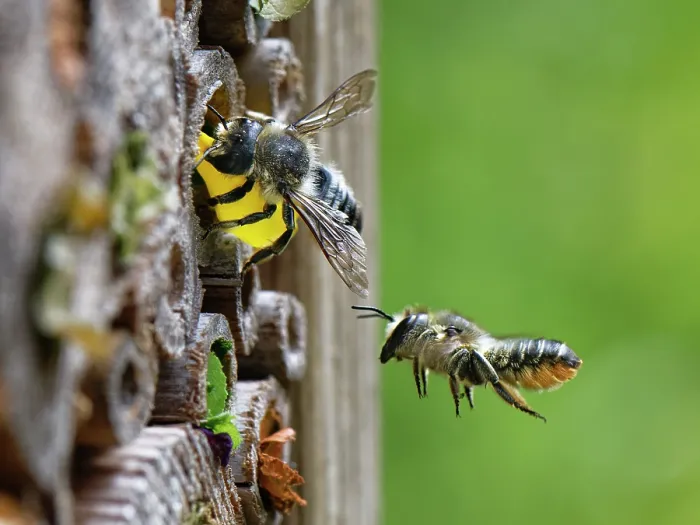 Framed Print : Wood-carving leafcutter bee (Megachile ligniseca) female, using a circle of yellow flower petal to seal her nest with another female fying nearby, Wiltshire, England, UK. July Framed Print : Wood-carving leafcutter bee (Megachile ligniseca) female, using a circle of yellow flower petal to seal her nest with another female fying nearby, Wiltshire, England, UK. July
