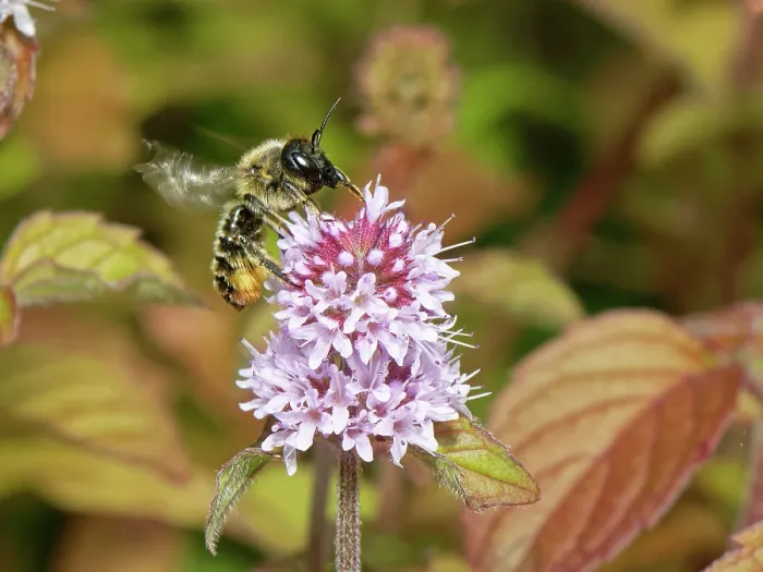 Framed Print : Wood-carving leafcutter bee (Megachile ligniseca) nectaring on Water mint (Mentha aquatica) flowerhead in a garden pond, Wiltshire, UK. August Framed Print : Wood-carving leafcutter bee (Megachile ligniseca) nectaring on Water mint (Mentha aquatica) flowerhead in a garden pond, Wiltshire, UK. August