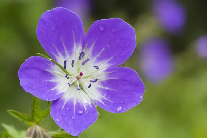 Framed Print : Wood cranesbill (Geranium sylvaticum) Nordtirol, Austrian Alps, July Framed Print : Wood cranesbill (Geranium sylvaticum) Nordtirol, Austrian Alps, July