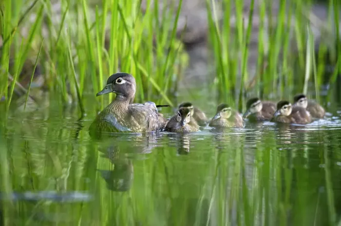 Framed Print : Wood duck (Aix sponsa) female, leading brood of ducklings on pond, Acadia National Park, Maine, USA. June Framed Print : Wood duck (Aix sponsa) female, leading brood of ducklings on pond, Acadia National Park, Maine, USA. June