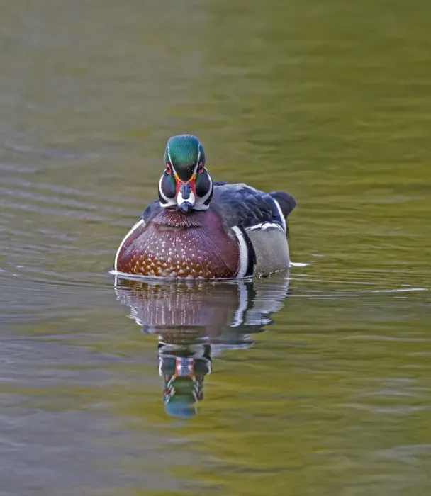 Framed Print : Wood duck (Aix sponsa) male in breeding plumage. Acadia National Park, Maine, USA. April Framed Print : Wood duck (Aix sponsa) male in breeding plumage. Acadia National Park, Maine, USA. April
