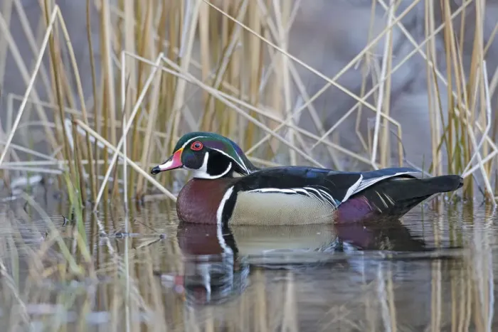 Framed Print : Wood duck (Aix sponsa) male in breeding plumage. Acadia National Park, Maine, USA. April Framed Print : Wood duck (Aix sponsa) male in breeding plumage. Acadia National Park, Maine, USA. April