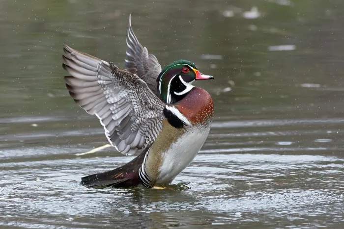 Framed Print : Wood duck (Aix sponsa) male in breeding plumage, flapping wings on water, Acadia National Park, Maine, USA. April Framed Print : Wood duck (Aix sponsa) male in breeding plumage, flapping wings on water, Acadia National Park, Maine, USA. April