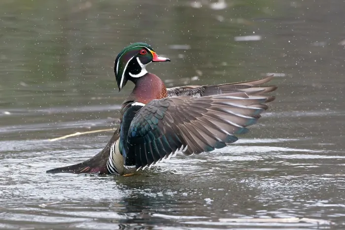 Framed Print : Wood duck (Aix sponsa) male in breeding plumage, flapping wings on water, Acadia National Park, Maine, USA. April Framed Print : Wood duck (Aix sponsa) male in breeding plumage, flapping wings on water, Acadia National Park, Maine, USA. April