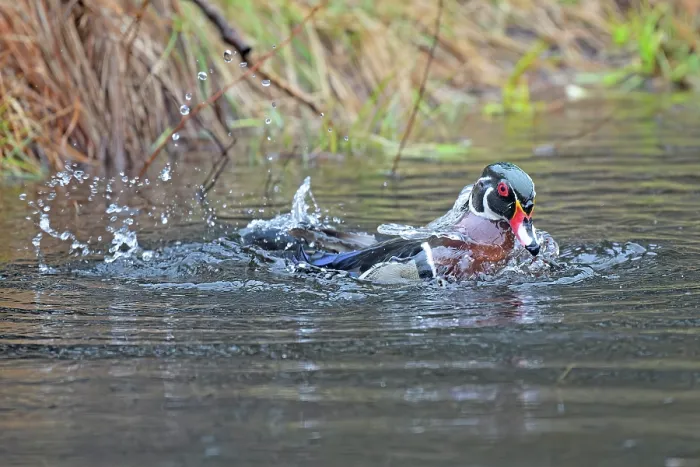 Framed Print : Wood duck (Aix sponsa) male in breeding plumage, landing on water, Acadia National Park, Maine, USA. April Framed Print : Wood duck (Aix sponsa) male in breeding plumage, landing on water, Acadia National Park, Maine, USA. April