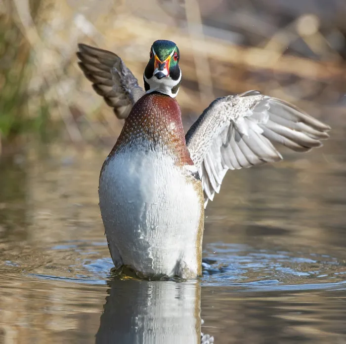 Framed Print : Wood duck (Aix sponsa) male in breeding plumage, stretching its wings on water, Acadia National Park, Maine, USA. April Framed Print : Wood duck (Aix sponsa) male in breeding plumage, stretching its wings on water, Acadia National Park, Maine, USA. April