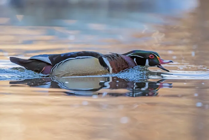 Framed Print : Wood duck (Aix sponsa) male in breeding plumage, on water calling, Acadia National Park, Maine, USA. April Framed Print : Wood duck (Aix sponsa) male in breeding plumage, on water calling, Acadia National Park, Maine, USA. April
