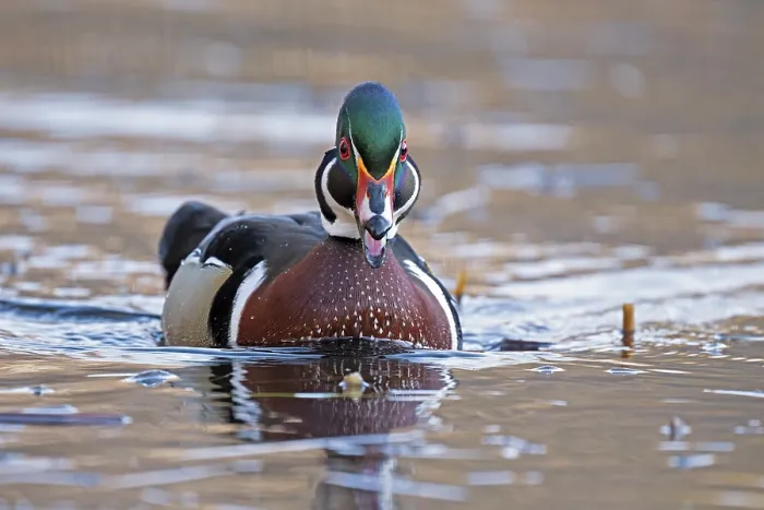 Framed Print : Wood duck (Aix sponsa) male in breeding plumage, on water, Acadia National Park, Maine, USA. April Framed Print : Wood duck (Aix sponsa) male in breeding plumage, on water, Acadia National Park, Maine, USA. April