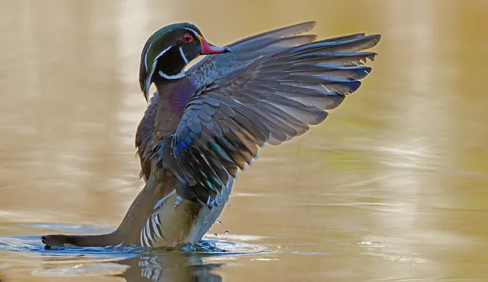 Framed Print : Wood duck (Aix sponsa) male in breeding plumage, stretching wings on water, Acadia National Park, Maine, USA. April Framed Print : Wood duck (Aix sponsa) male in breeding plumage, stretching wings on water, Acadia National Park, Maine, USA. April