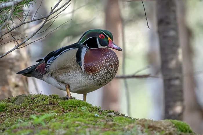 Framed Print : Wood duck (Aix sponsa) male in breeding plumage standing in woodland, Acadia National Park, Maine, USA. May Framed Print : Wood duck (Aix sponsa) male in breeding plumage standing in woodland, Acadia National Park, Maine, USA. May