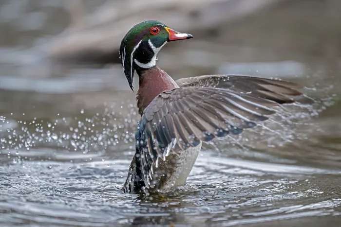 Framed Print : Wood duck (Aix sponsa) male in breeding plumage on water flapping its wings, Acadia National Park, Maine, USA. April Framed Print : Wood duck (Aix sponsa) male in breeding plumage on water flapping its wings, Acadia National Park, Maine, USA. April