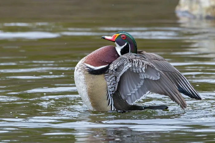 Framed Print : Wood duck (Aix sponsa) male showing breeding plumage during courtship display, Acadia National Park, Maine, USA. April Framed Print : Wood duck (Aix sponsa) male showing breeding plumage during courtship display, Acadia National Park, Maine, USA. April