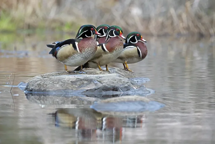 Framed Print : Four Wood duck (Aix sponsa) males in breeding plumage, perched on a rock in a pond, Acadia National Park, Maine, USA. April Framed Print : Four Wood duck (Aix sponsa) males in breeding plumage, perched on a rock in a pond, Acadia National Park, Maine, USA. April