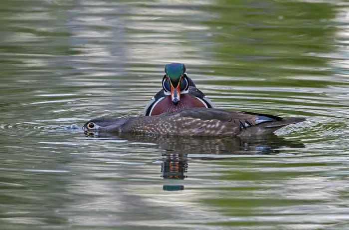 Framed Print : Wood duck (Aix sponsa) pair, courtship display, Acadia National Park, Maine, USA. May Framed Print : Wood duck (Aix sponsa) pair, courtship display, Acadia National Park, Maine, USA. May