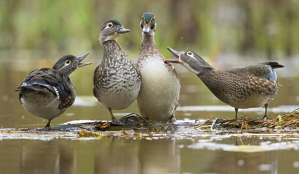 Wood Ducks (Aix sponsa), females behave aggressively toward a male (second from right) that is trying to join them on a floating log, autumn, New York, USA, October