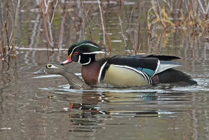 Framed Print : Wood ducks (Aix sponsa) pair mating in a beaver pond, Acadia National Park, Maine, USA. April Framed Print : Wood ducks (Aix sponsa) pair mating in a beaver pond, Acadia National Park, Maine, USA. April