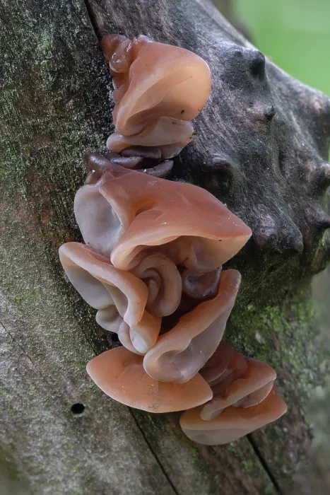 Framed Print : Wood ear fungus (Auricularia auricula-judae) on damp branch, Brasschaat, Belgium. September Framed Print : Wood ear fungus (Auricularia auricula-judae) on damp branch, Brasschaat, Belgium. September