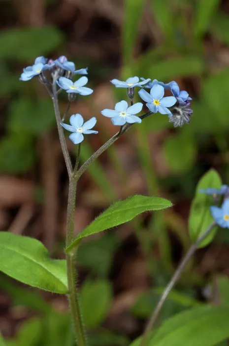 Framed Print : Wood forget-me-not (Myosotis sylvatica) in flower, Colley Wood, Reigate, Surrey, England, UK. April Framed Print : Wood forget-me-not (Myosotis sylvatica) in flower, Colley Wood, Reigate, Surrey, England, UK. April