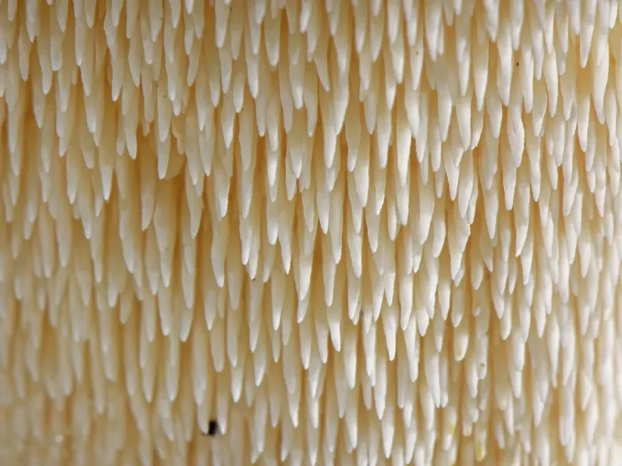 Framed Print : Wood hedgehog (Hydnum repandum) spore-bearing spines under the mushroom cap, close up, New Forest, Hampshire, England, UK. November Framed Print : Wood hedgehog (Hydnum repandum) spore-bearing spines under the mushroom cap, close up, New Forest, Hampshire, England, UK. November