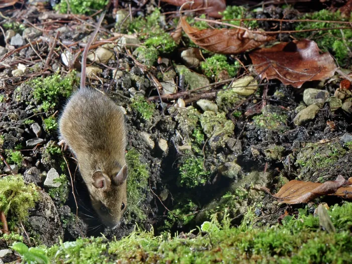 Framed Print : Wood mouse (Apodemus sylvaticus) entering its burrow after foraging in a garden flowerbed at night, Wiltshire, England, UK. January Framed Print : Wood mouse (Apodemus sylvaticus) entering its burrow after foraging in a garden flowerbed at night, Wiltshire, England, UK. January