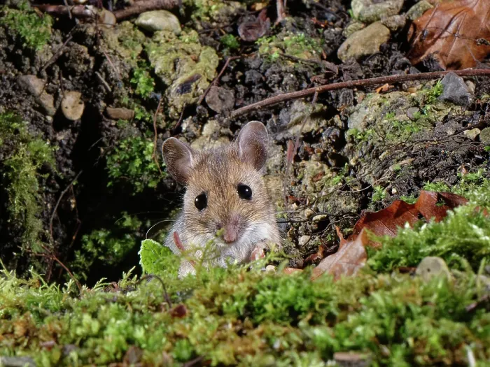 Framed Print : Wood mouse (Apodemus sylvaticus) peering from its burrow in a garden flowerbed at night, Wiltshire, England, UK. January Framed Print : Wood mouse (Apodemus sylvaticus) peering from its burrow in a garden flowerbed at night, Wiltshire, England, UK. January