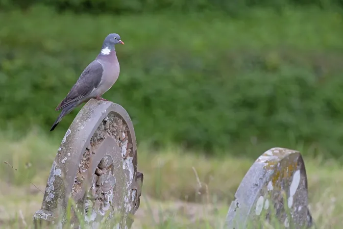 Framed Print : Wood pigeon (Columba oenas) perched on gravestone in churchyard, Norfolk, England, UK. July Framed Print : Wood pigeon (Columba oenas) perched on gravestone in churchyard, Norfolk, England, UK. July