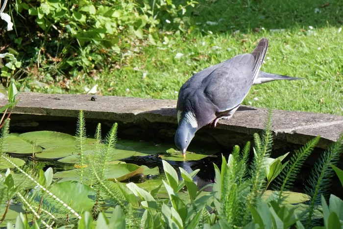Framed Print : Wood pigeon (Columba palumbus) drinking from a garden pond on a hot summer afternoon, Wiltshire, UK. July Framed Print : Wood pigeon (Columba palumbus) drinking from a garden pond on a hot summer afternoon, Wiltshire, UK. July