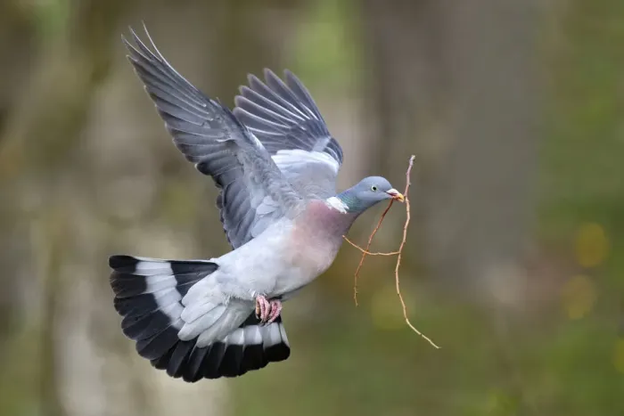 Framed Print : Wood pigeon (Columba palumbus) flying with nesting material in beak, Lorraine, France Framed Print : Wood pigeon (Columba palumbus) flying with nesting material in beak, Lorraine, France