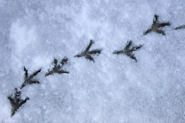 Framed Print : Wood pigeon (Columba palumbus) footprints in snow, Norfolk, England, March Framed Print : Wood pigeon (Columba palumbus) footprints in snow, Norfolk, England, March