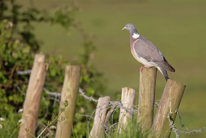 Framed Print : Wood pigeon (Columba palumbus) perched on wooden fence post, Suffolk, England, UK. May Framed Print : Wood pigeon (Columba palumbus) perched on wooden fence post, Suffolk, England, UK. May