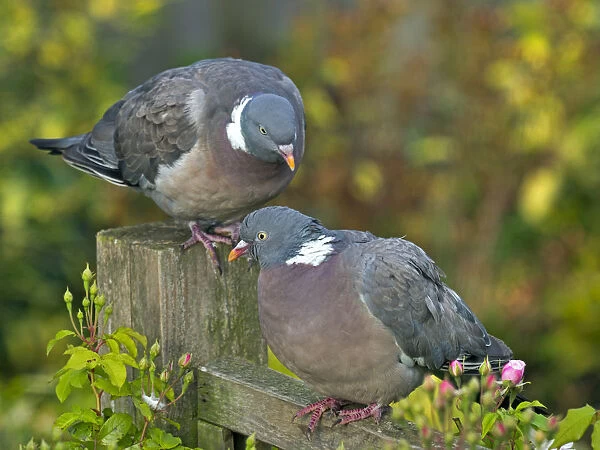 Wood pigeons (Columba palumbus) male and female during courtship preening display