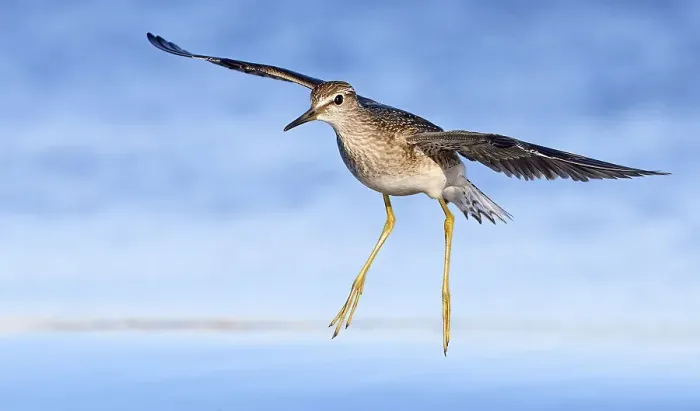 Framed Print : Wood sandpiper (Tringa glareola) in flight, Parainen Uto, Finland. August Framed Print : Wood sandpiper (Tringa glareola) in flight, Parainen Uto, Finland. August