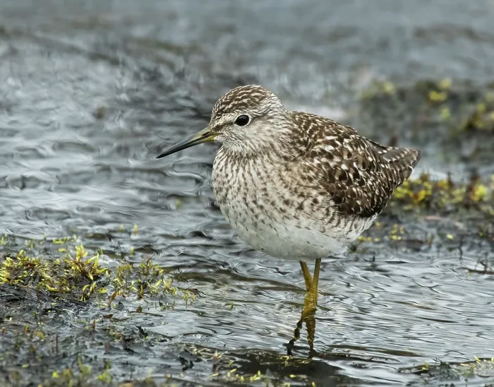 Framed Print : Wood sandpiper (Tringa glareola) male, wading at the edge of stream, Karigasniemi, Lapland, Finland. May Framed Print : Wood sandpiper (Tringa glareola) male, wading at the edge of stream, Karigasniemi, Lapland, Finland. May