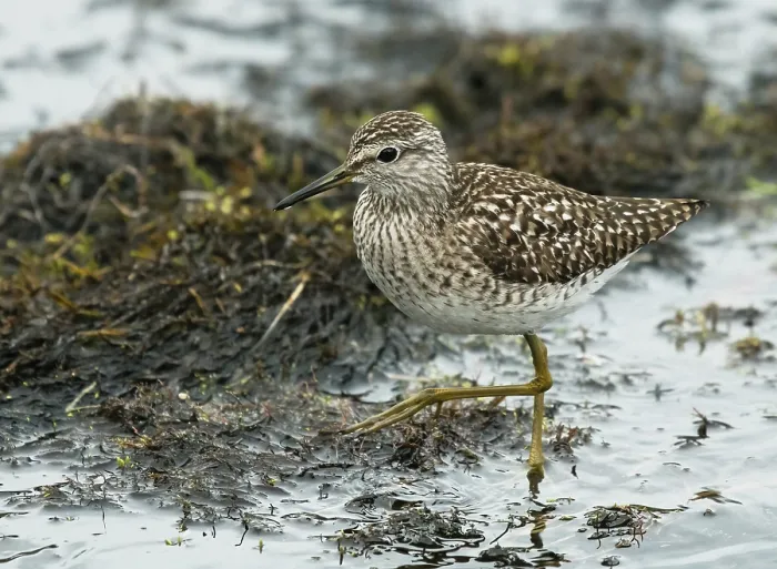 Framed Print : Wood sandpiper (Tringa glareola) male, wading at the edge of stream, Karigasniemi, Lapland, Finland. May Framed Print : Wood sandpiper (Tringa glareola) male, wading at the edge of stream, Karigasniemi, Lapland, Finland. May