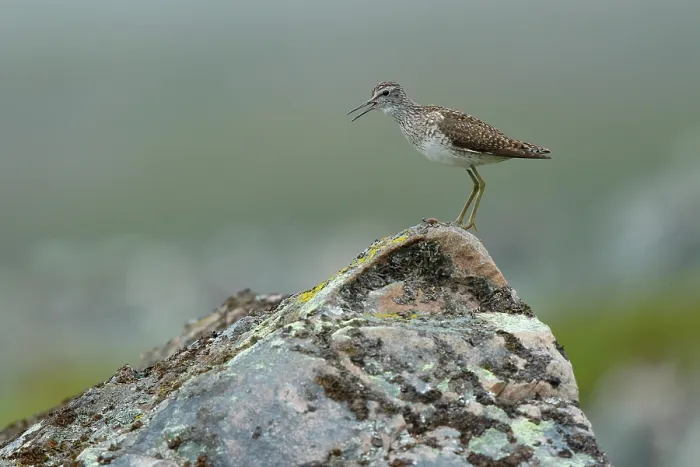 Framed Print : Wood sandpiper (Tringa glareola) perched on a rock calling, Varanger, Norway. July Framed Print : Wood sandpiper (Tringa glareola) perched on a rock calling, Varanger, Norway. July