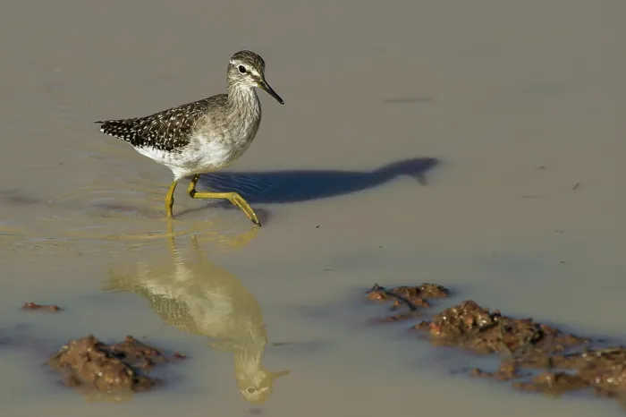 Framed Print : Wood sandpiper (Tringa glareola) wading through shallow water, Marakele Private Reserve, Waterberg Biosphere Reserve, Limpopo Province, South Africa Framed Print : Wood sandpiper (Tringa glareola) wading through shallow water, Marakele Private Reserve, Waterberg Biosphere Reserve, Limpopo Province, South Africa