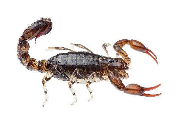Wood scorpion (Cercophonius sp) William Bay National Park, Western Australia. Meetyourneighbours