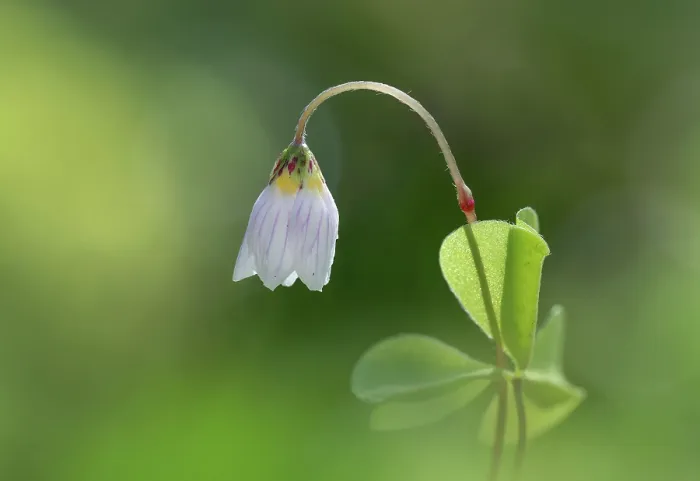 Framed Print : Wood sorrel (Oxalis acetosella) in flower, Clare Glen, Tandragee, County Armagh, Northern Ireland, UK. March Framed Print : Wood sorrel (Oxalis acetosella) in flower, Clare Glen, Tandragee, County Armagh, Northern Ireland, UK. March