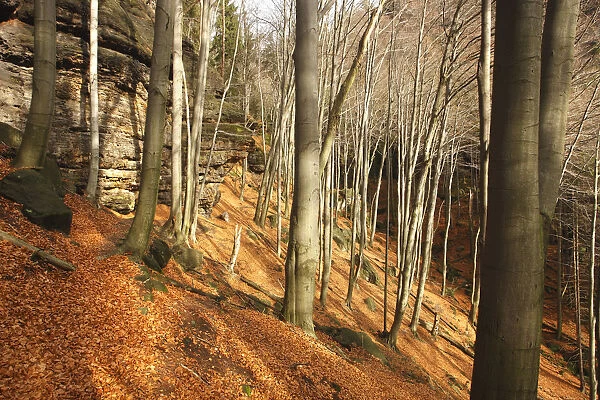 Wood on Stribrne Steny (459m) with fallen leaves on ground, Hrensko, Ceske Svycarsko