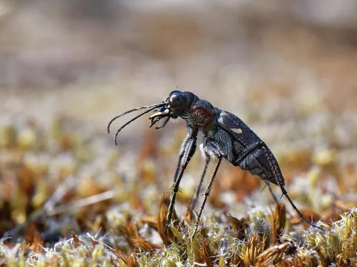 Framed Print : Wood tiger beetle (Cicindela sylvatica) hunting on heathland, Dorset, England, UK. June Framed Print : Wood tiger beetle (Cicindela sylvatica) hunting on heathland, Dorset, England, UK. June